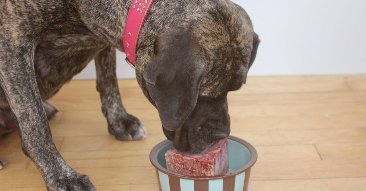 Dog eating raw food