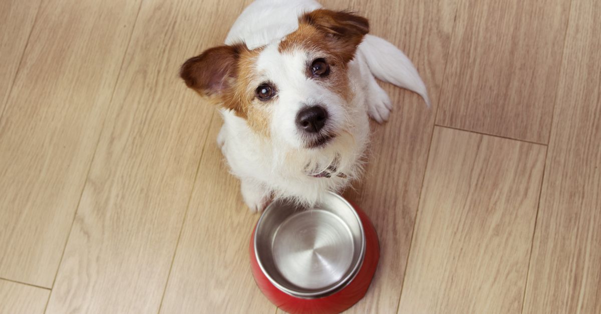 How to Transition Your Dog to a Raw Diet Safely and Successfully