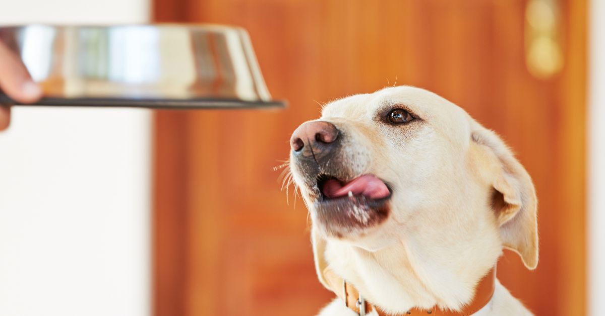 Wild-Sourced Proteins: The Best Hypoallergenic Dog Food Options